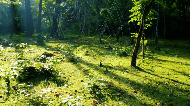 Detail of a spider web in the forest with beautiful natural lighting. Flat plane