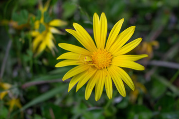 Flower with Yellow Spider