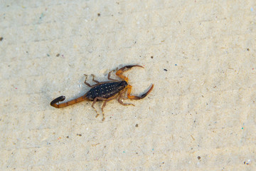 Scorpion Lychas scutilus small body have color black and orange striped an insect poisonous live in the tropics on brown paper ground.