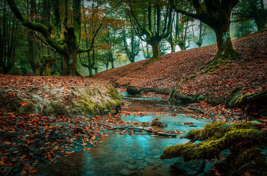bosque y bosques encontrados, hacedero del rio urederra y otzarreta del país vasco para turistas