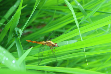 Closed up a dragonfly resting on the vibrant green grass 