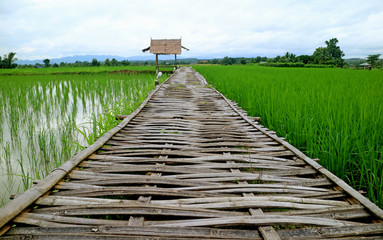 Obraz premium Bamboo Boardwalk over Vibrant Green Paddy Field Leading to the Thatched Roof Pavilion, Nan Province, Northern Thailand 