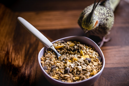 small pet bird, domestic, a calopsita, feeding on a bowl of cereals