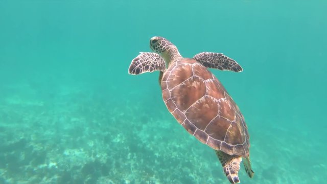 young Sea turtle swims by the camera to take a breath at the surface
