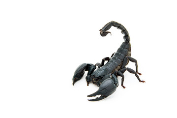 Asian giant forest scorpion Heterometrus laoticus on white background.