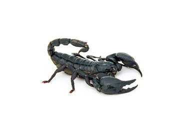 Asian giant forest scorpion Heterometrus laoticus on white background.