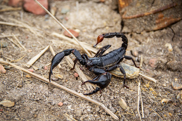 Giant forest blue scorpion Heterometrus spinifer on the ground.