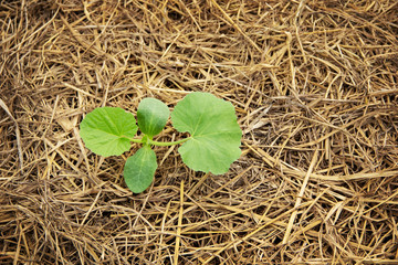 Sapling and young leaves of pumpkin sprouting from the ground and paved with straw in agricultural field organic garden nature theme. view from above.