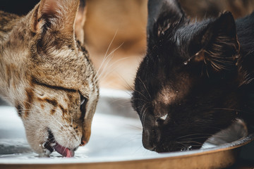 Two cats drinking milk © Shiv Mer