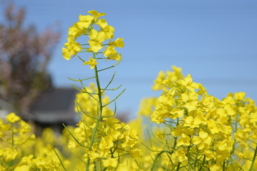 菜の花