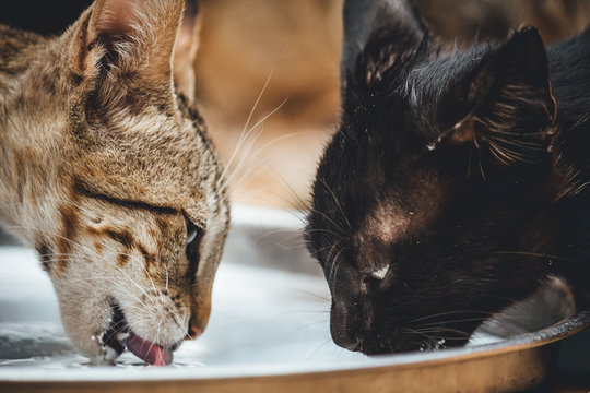 Two cats drinking milk