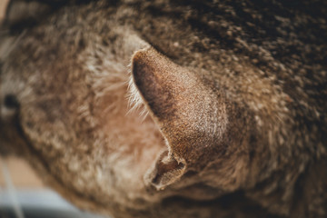 Obraz premium Closeup of cat ear