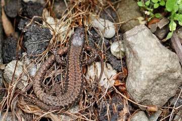 Fototapeta premium Eidechse