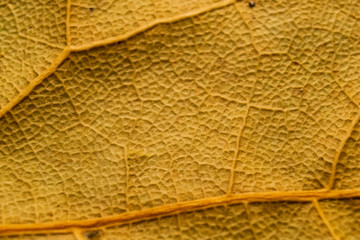 Dafne leaf close up
