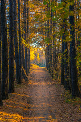 Autumn landscape - a direct path in the woods