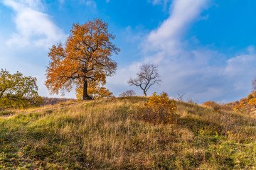 Autumn landscape - Oak tree on a high hill