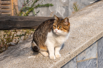 Large street cat sitting on a stone wall
