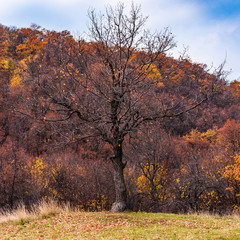 Autumn landscape - trees with bare branches in a forest on a hill.