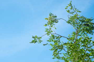 Green tree and blue sky with sunlight in summer season.