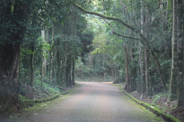 Estrada das Árvores 