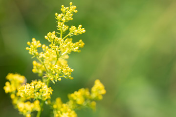 Galium verum - perennial herbaceous medicinal plant