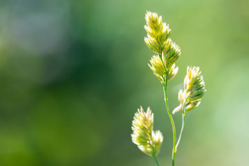 Dactylis glomerata - perennial herbaceous forage plant