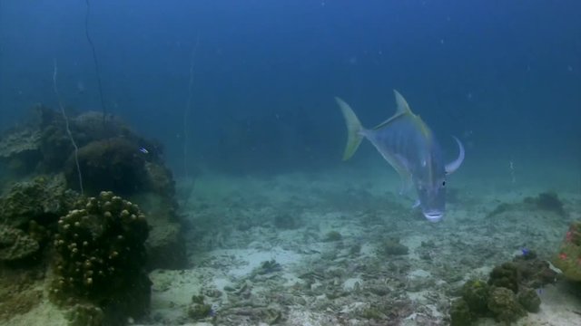 Giant Trevally at Koh Tao