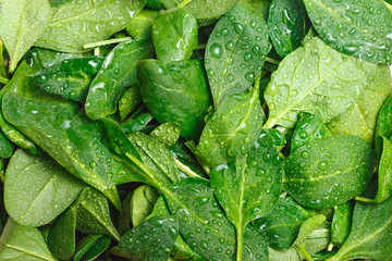 Spinacia oleracea. Freshly cut young spinach leaves with drops