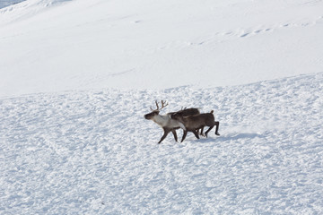 Several reindeers in winter, Yamal, Russia