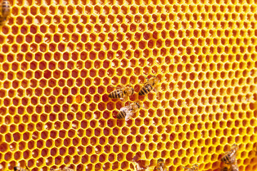 Bee honeycombs with honey close up, a natural background