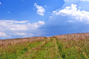 The field with uncut grass under blue sky 