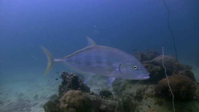 Giant Trevally at Koh Tao