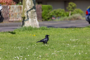 Crow on the grass field
