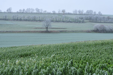 frost covered trees in hilly landscape