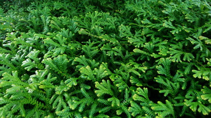 Selaginella ferns graden tropical