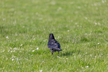 Crow on the grass field
