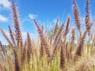 Fototapeta premium Thistles