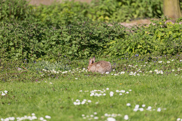 Rabbit on the grass field