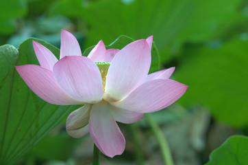Fototapeta premium pink lotus flower