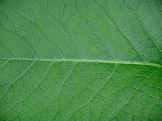 Green leaves background.leaf, green, macro, texture, background, growth, nature, natural, pattern, summer, closeup, healthy, bright, plant, spring, life, detail, environment, organic, flora, foliage, 