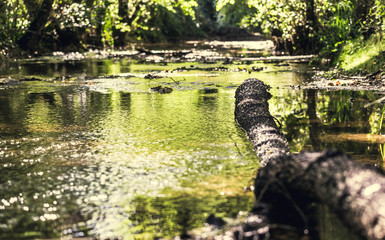 Trunk of fallen high dried tree without leaves and bark on the bank of a narrow river in autumn time