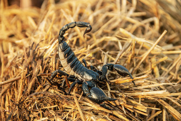 Asian giant forest black scorpion thai Heterometrus laoticus on the pile straw.
