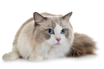 ragdoll cat in studio