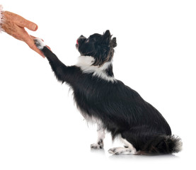 Obraz premium chihuahua in studio