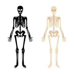 Human skeleton. Back and white bones anatomy skeleton vector illustration, skeletal biology system isolated on white background