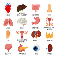 Internal organs. Human body anatomy organ icons, cartoon lungs and heart, urinary system and liver, reproductive function and brain, vector illustration