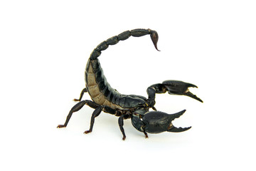 Asian giant forest scorpion thai Heterometrus laoticus on white background.