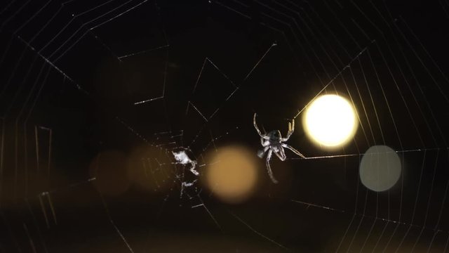 Spider spinning his web. Night, close up. Circles of light behind.