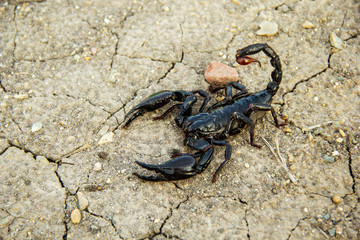 Giant forest blue scorpion Heterometrus spinifer on the ground.