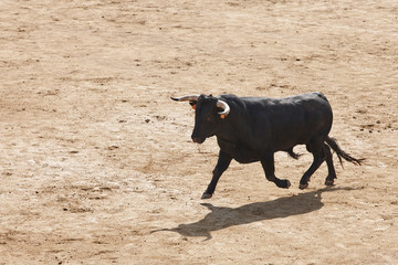 Fighting bulls in the arena. Bullring. Toro bravo. Spain